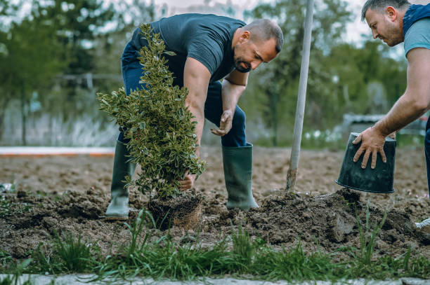 Reliable Cherry Valley, CA Tree Service Solutions